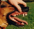 Healthy dog's teeth and gums