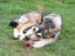 Dog eating a lamb neck bone