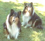 Amos and Andy of St. Francis Animal Sanctuary