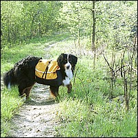 Bernese Mountain Dog with a backpack