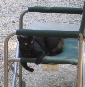 Kona the camping cat