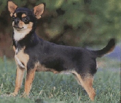 Chihuahua standing