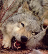 Wolf eating a meal